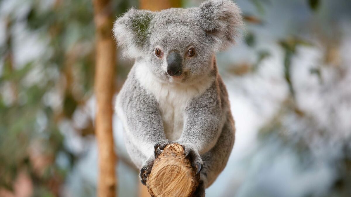 le koala